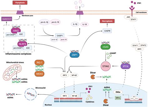 Frontiers Dna Damage Induced Inflammatory Microenvironment And Adult