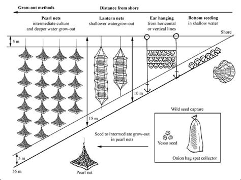 How To Farm Yesso Scallop The Fish Site