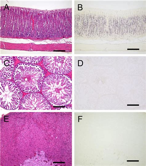 Light Photomicrographs Obtained Under The Same Conditions He Staining Download Scientific