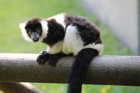 Belfast Zoo Where To Go With Kids County Antrim