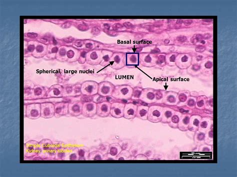 Tissues Introduction Epithelial Tissue Classification Glands Ppt Video Online Download