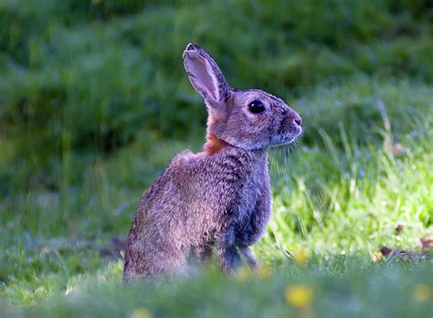 Wild Hare Photograph by Sam Smith Photography