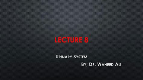 Solution Lecture 9 Urinary System Studypool