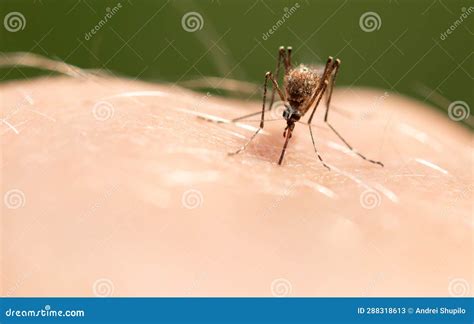 The Mosquito Sits on Human Skin and Bites. Stock Image - Image of ...