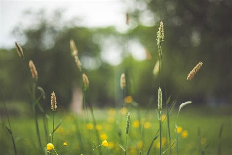 Free Images Nature Branch Dew Light Field Lawn Meadow Prairie