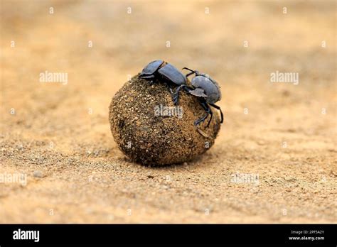 Dung Beetle Scarabaeus Sacer Adult Pair Rolling Elephant Dung To Lay