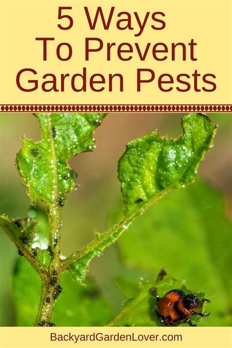 Vegetable Garden Pest Control Tricks Every Gardener Needs To Know