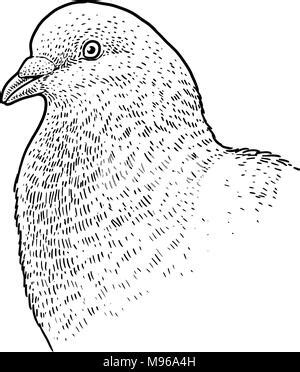 Pigeon Illustration Drawing Engraving Line Art Realistic Stock