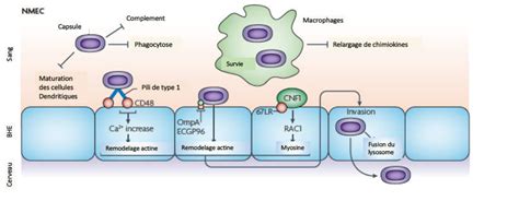 M Canismes Physiopathologiques De L Infection Par Les NMEC Les NMEC