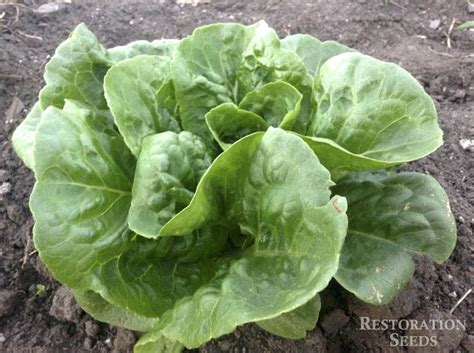 Winter Density Lettuce Organic Restoration Seeds