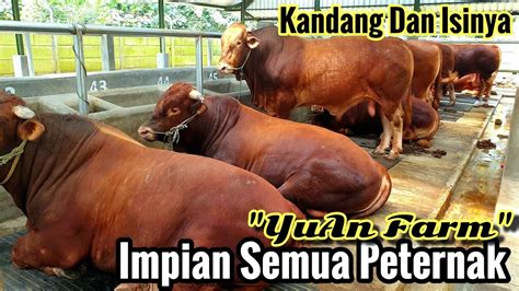 38 Ekor Sapi Super Jumbo Siap Qurban Di Kandang Sapi Modern Impian