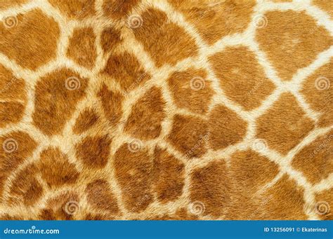 Pelage texture stock image. Image of beautiful, fuzz - 13256091