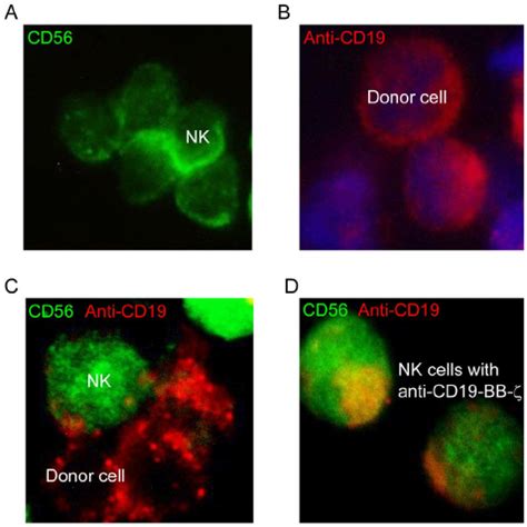 Immunofluorescence Analysis For Trogocytosis A Nk Cells Stained With