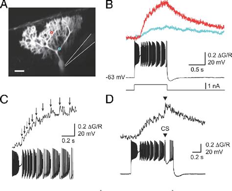 Figure 2 From Dendritic Calcium Signaling Triggered By Spontaneous And