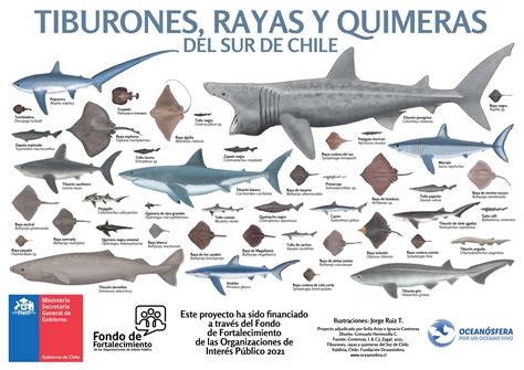 Qué tiburones rayas y quimeras viven en aguas chile nas Más de los