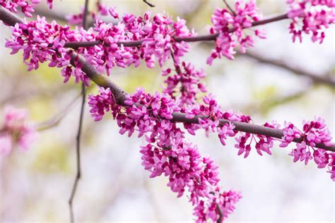 Eastern Redbud Cercis Canadensis Pittsburgh Botanic Garden