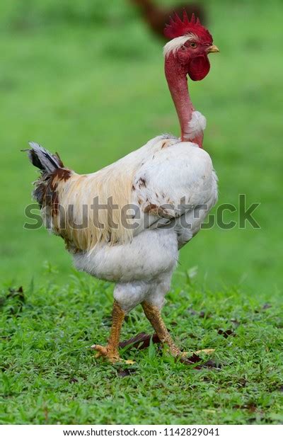 Huge Naked Neck Rooster Green Background Stock Photo 1142829041