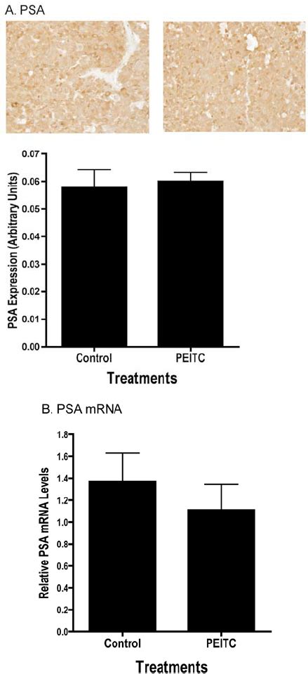 PEITC Had No Effect On PSA Protein And MRNA Expression In LNCaP