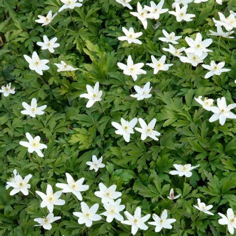 Zawilec Gajowy Anemone Nemorosa Opis Wygl D Wymagania Uprawa I