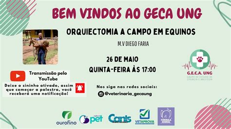 Orquiectomia A Campo Em Equinos Youtube