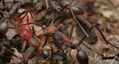 A Glimpse Into The Gut Microbiome Of Costa Rican Army Ants