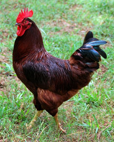 Pin On Roosters For Lhl
