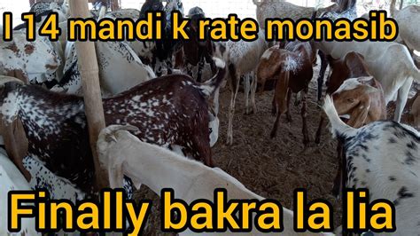 Bhatta Chowk Mandi 2023 Bakra Mandi New Rates YouTube