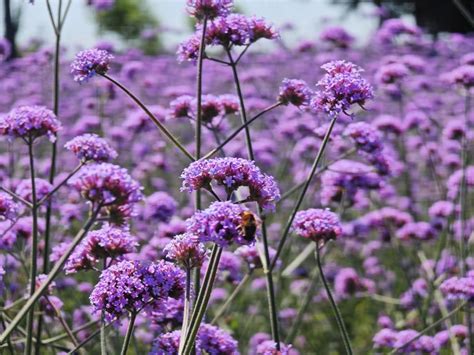 北京永定河畔，薰衣草渐入盛花期！花海美图——