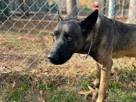 little rock animal village 7