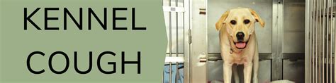 Kennel Cough | The Retreat Boarding Kennels & Cattery