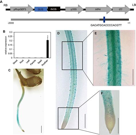 Frontiers Interaction Of OsRopGEF3 Protein With OsRac3 To Regulate