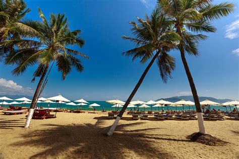 Hd Wallpaper Green Coconut Tree Near Cottages Nha Trang Vietnam Beach Melons Wallpaper Flare