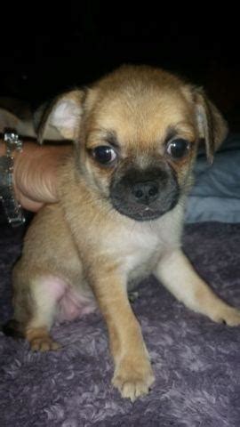 Chihuahua /Pug mix puppies for Sale in Tucson, Arizona Classified ...