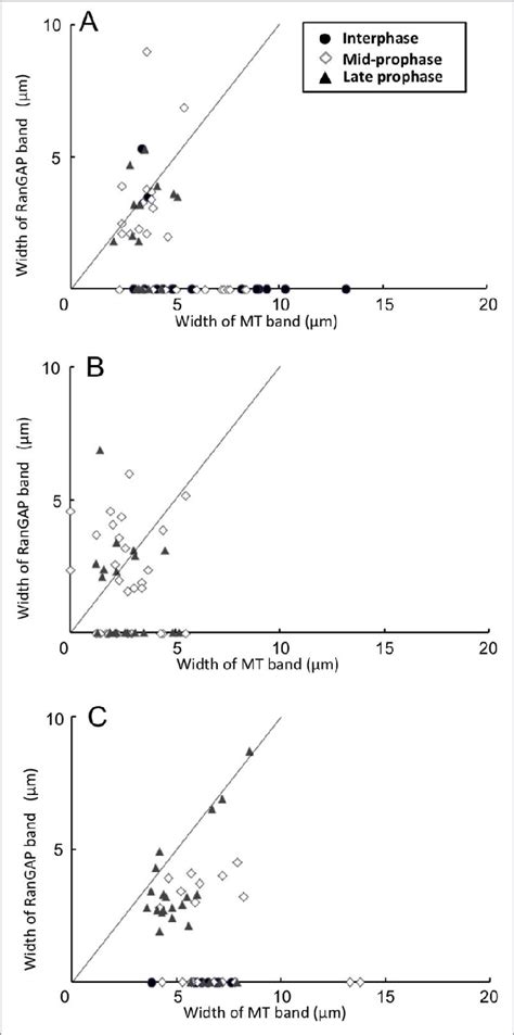 Effects Of Mt Band Modification By Cytoskeletal Inhibitors On The