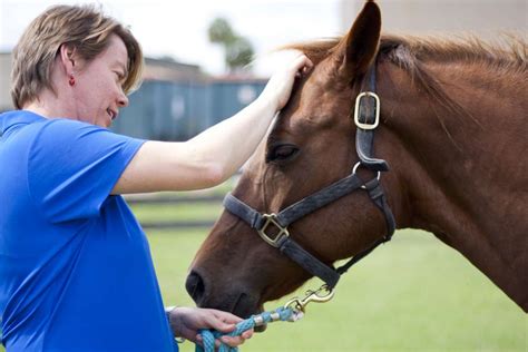 Uf Veterinary Hospitals College Of Veterinary Medicine University