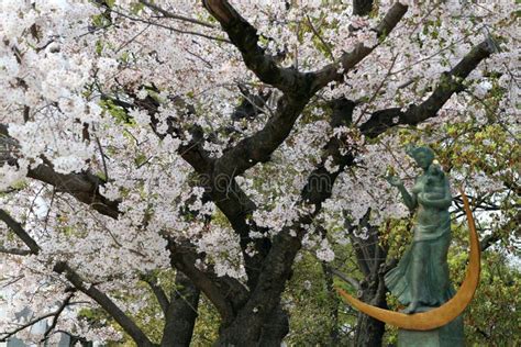 Japan Cherry Blossom Hiroshima Stock Image - Image of delicate, japan ...