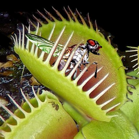 venus flytrap trapped fly  photo  pixabay