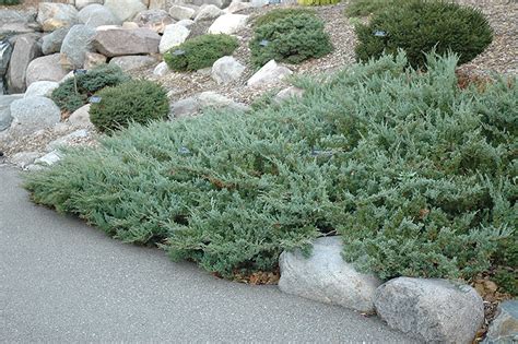 Hughes Juniper (Juniperus horizontalis 'Hughes') in Edmonton St Albert ...