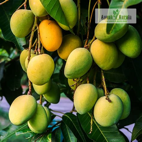 Buy Kesar Mango North Indian Variety Fruit Plant Ayushkerala