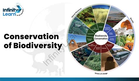 Conservation Of Biodiversity Definition Methods Examples And Strategies