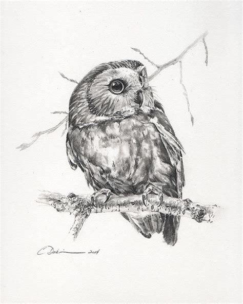 Little Northern Saw Whet Owl 2 12 X 9 Unframed By Charitydakin Saw