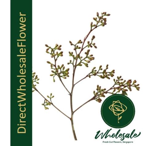 EUCALYPTUS NAKED SEEDED 迷你果 Flower Wholesale in Singapore