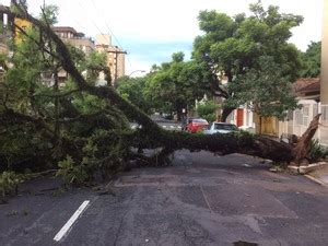 G1 Chuva derruba árvores fios de alta tensão e bloqueia via em Porto