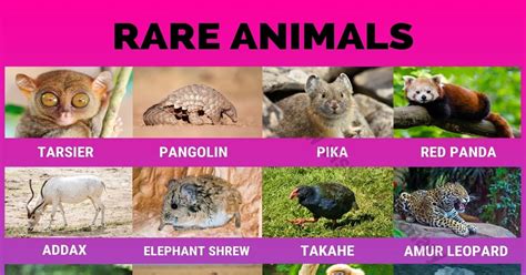 Rare Animals: 35 of The World's Rarest Animals that Are Difficult to ...