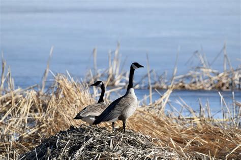 Canada Goose Nests At J Clark Salyer Refuge FWS Gov