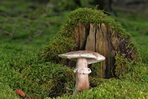 Mushroom Disc Fungus Moss Free Photo On Pixabay Pixabay