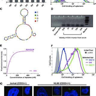 Investigation Of Binding Affinity Stability And Internalization Of S