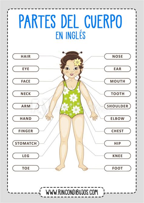 Aprender Las Partes Del Cuerpo Humano En Inglés