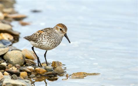 Western Sandpiper Audubon Field Guide