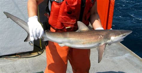 5 common sharks found along the East Coast | National ...